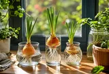 Cách trồng hành tây thủy sinh để bàn, đặt cửa sổ: Vừa đẹp mắt vừa tăng sinh khí