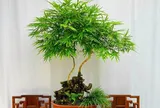 Cây mọc bờ bụi ở làng quê "lên chậu" thành bonsai độc lạ, mang lại phú quý tài lộc, giá gần trăm triệu đồng