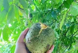 Loại quả xưa chín rụng đầy gốc nay thành đặc sản 50.000 đ/kg, trồng một lần thu hoạch nhiều năm, người thành phố ưa chuộng