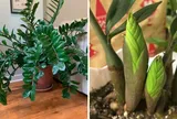3 vị trí tốt nhất trồng cây Kim Tiền hút lộc