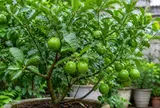 Cách trồng chanh trong chậu vẫn sai quả, lá xanh tốt quanh năm: Chỉ cần nhớ 6 bí quyết này