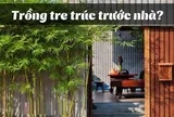 Có nên trồng tre trúc trước cổng nhà không?