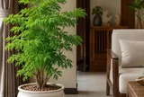 Trồng cây đinh lăng phong thủy trong chậu: Nên đặt trong nhà hay vị trí nào để vừa đẹp vừa hút tài lộc?