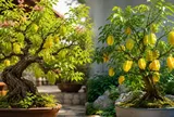 Trồng cây khế làm cảnh nên chọn khế chua hay khế ngọt?