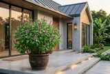 Vì sao nhiều người thích trồng chậu húng quế trước nhà?