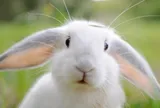 5 loài thú cưng sở hữu thính giác siêu nhạy: Có con vật rất nhút nhát, thường thể hiện cảm xúc qua đôi tai