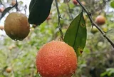 Loại quả xưa chín rụng đầy gốc nay thành đặc sản 75.000 đ/kg, trồng một lần thu hoạch nhiều năm, được ưa chuộng ở thành phố