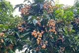 Loại quả mọc bờ rào xưa chín rụng đầy nay thành đặc sản 180.000 đ/kg, trồng một lần thu hoạch nhiều năm, du khách thích thú