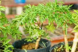 3 mệnh hợp nhất để trồng cây đinh lăng