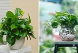 3 vị trí tốt nhất để trồng cây Trầu Bà hút lộc