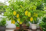 Cây khế phong thủy trồng chậu: Đặt ở vị trí này vừa đẹp nhà vừa được xem là hút tài lộc