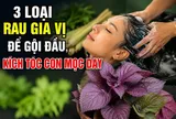 3 loại rau gia vị để gội đầu, kích tóc con mọc dày
