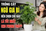 Trồng cây Ngũ Gia Bì nên chọn chỗ nào là tốt nhất cho phong thủy?