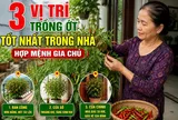 3 vị trí trồng ớt tốt nhất trong nhà, hợp mệnh gia chủ