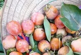 Loại quả xưa chín rụng đầy gốc nay thành đặc sản 85.000 đ/kg, trồng một lần thu hoạch nhiều năm, người thành phố ưa chuộng