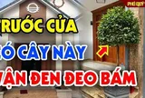 3 loại cây trồng trước nhà sát khí cao: Cây càng xanh người càng lao đao suy kiệt