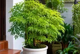 Trồng cây đinh lăng nên đặt ở vị trí nào tốt cho phong thủy?