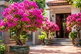 Vị trí tốt nhất trồng chậu hoa giấy để vừa đẹp vừa tốt phong thủy