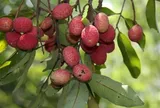Loại quả xưa chín rụng đầy gốc nay thành đặc sản 80.000 đ/kg, trồng một lần thu hoạch nhiều năm, du khách thích mê