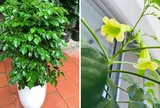 3 vị trí tốt nhất để trồng cây hạnh phúc hút lộc