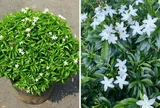3 vị trí tốt nhất để trồng cây Mai Chiếu Thủy