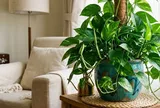 Người thuộc 3 mệnh này trồng cây trầu bà, tài lộc nhân đôi