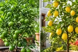 Trồng cây chanh phong thủy, nên chọn chanh vàng hay chanh xanh thì tốt hơn?