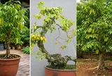 Trồng cây khế phong thủy: Trồng chậu thông thường hay tạo dáng bonsai hay trồng xuống đất cho thật lớn?