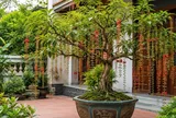 Trồng cây lộc vừng phong thủy trong chậu: Đặt đúng vị trí để cây đẹp, nhà thêm vượng khí