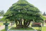 Cây dại cho hoa và quả đẹp mắt lên chậu thành bonsai, mang lại may mắn và thịnh vượng, có cây giá tiền tỷ