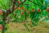 Loại quả xưa chín rụng đầy gốc nay thành đặc sản 75.000 đ/kg, trồng một lần thu hoạch nhiều năm, được ưa chuộng ở thành phố