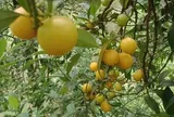 Loại quả xưa chín rụng đầy gốc nay thành đặc sản 100.000 đ/kg, trồng một lần thu hoạch nhiều năm, du khách ưa chuộng