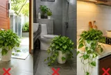 3 vị trí này đừng đặt cây trầu bà, càng để lâu cây càng dễ vàng lá, cháy lá
