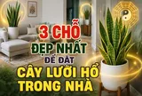 3 chỗ đẹp nhất để đặt cây lưỡi hổ trong nhà