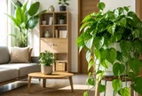 Trồng trầu bà nên để ở vị trí nào để tốt nhất cho phong thủy?