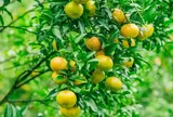 11 đặc sản ở Lạng Sơn, thích hợp để du khách mua về làm quà, có loại giá chỉ từ 25.000 đồng/kg