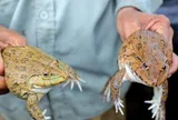 Nghề lạ ở Việt Nam: Nuôi loài xấu xí lại đẻ sòn sòn, nông dân thoát hộ nghèo, nhẹ nhàng bỏ túi trăm triệu đồng/năm