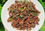 Con này xưa vứt cho gà ăn giờ là đặc sản, có giá hơn 200.000 đồng/kg, đem nấu kiểu này quá tốn bia