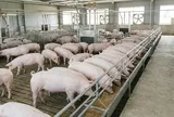 Giá heo hơi hôm nay 28/8: Miền Bắc tiếp tục giảm, thị trường ba miền đi về đâu?