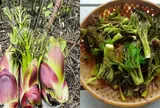 Loại rau dại Việt Nam từng bị bỏ đi, nay thành đặc sản: Có lúc giá lên tới 400.000 đồng/kg