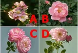 Trắc nghiệm: Chọn 1 bông hoa, biết ngay người khác giới sẽ “say nắng” hay dè chừng bạn trong lần đầu gặp gỡ
