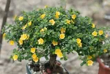 Cây hoa mọc dại ven đường lên chậu thành bonsai đẹp lạ, mang ý nghĩa phong thủy, được săn lùng với giá trị lớn