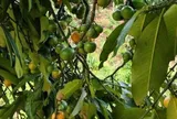 Loại quả xưa chín rụng đầy gốc nay thành đặc sản 550.000 đ/kg, trồng một lần thu hoạch nhiều năm, được ưa chuộng ở thành phố