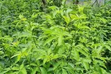 Cây dại mọc bờ rào nay làm thành đặc sản nổi tiếng, trồng 8 tháng cho thu hoạch, giá 60.000 đồng/kg được người thành phố ưa chuộng
