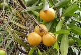 Loại quả đặc sản Hải Phòng xưa chín rụng đầy nay bán 150.000 đ/kg, trồng một lần thu hoạch nhiều năm, du khách thích thú
