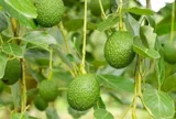 Loại quả nào nghe tên đã thấy ngao ngán nhưng giúp chống già, có giá rẻ bán đầy chợ ở Việt Nam?