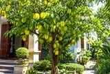 Trồng cây khế phong thủy: Nên trồng trước hay sau nhà để vừa đẹp vừa hút tài lộc?