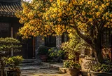 Vì sao nhiều nhà giàu xưa thích trồng cây mộc hương?