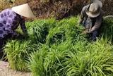 Nghề lạ ở Việt Nam: Loại cỏ dại lớn nhanh như thổi, không cần trồng cũng hái ra tiền, giúp người dân có thêm thu nhập