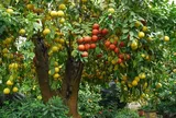 Loại quả xưa chín rụng đầy gốc nay thành đặc sản 45.000 đ/kg, trồng một lần thu hoạch nhiều năm, người thành phố ưa chuộng